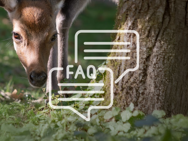 Aufruf der Seite FAQs