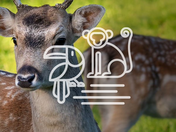 Aufruf der Seite Tiere