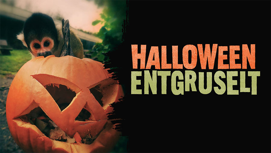 Halloween entgruselt